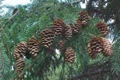 sprucecones